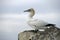 Gannet, Sula bassana