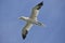 Gannet, Sula bassana