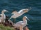 Gannet taking of