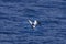 Gannet taking off the sea
