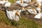 Gannet walking above nesting colony