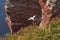 Gannets BasstÃ¶lpel and guillemots Lumme on Heligoland during breeding season.