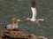 Gannets at Bempton Cliffs