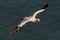 Gannets at Bempton cliffs, Flamborough.