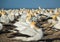 Gannets at Cape Kidnappers