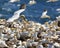 Gannets at Cape St. Mary`s