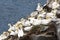 Gannets colony