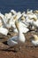 Gannets colony