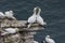 Gannets courting