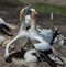 Gannets Courting with chick, Muriwai, New Zealand -3