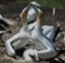 Gannets Courting with chick, Muriwai, New Zealand -4
