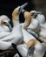 Gannets Courting, Muriwai, New Zealand -2