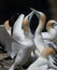 Gannets Courting, Muriwai, New Zealand -4