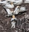 Gannets fighting