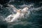 Gannets fighting over food
