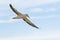 Gannets in flight on their breeding colony at Helgoland.