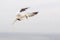 Gannets in flight on their breeding colony at Helgoland.
