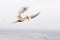 Gannets in flight on their breeding colony at Helgoland.