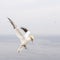 Gannets in flight on their breeding colony at Helgoland.