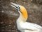 Gannets gather together during mating season. Murawai Beach Auckland New Zealand