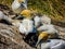 Gannets gather together during mating season. Murawai Beach Auckland New Zealand