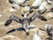 Gannets gather together during mating season. Murawai Beach Auckland New Zealand