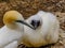 Gannets gather together during mating season. Murawai Beach Auckland New Zealand