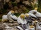 Gannets gather together during mating season. Murawai Beach Auckland New Zealand