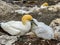 Gannets gather together during mating season. Murawai Beach Auckland New Zealand