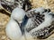 Gannets gather together during mating season. Murawai Beach Auckland New Zealand