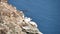 Gannets, Kittywakes, Herring gulls and other seagulls at Bempton cliffs in Yorkshire England with sound.