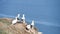 Gannets, Kittywakes, Herring gulls and other seagulls at Bempton cliffs in Yorkshire England with sound.