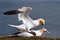 Gannets mating on the cliffs of Helgoland