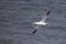 Gannets, Morus bassanus, in flight at Bempton Cliffs in Yorkshire