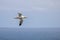 Gannets, Morus bassanus, in flight at Bempton Cliffs in Yorkshire