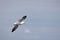 Gannets, Morus bassanus, in flight at Bempton Cliffs in Yorkshire