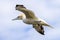 Gannets, Morus bassanus, in flight at Bempton Cliffs in Yorkshire
