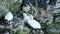 Gannets nesting on chalk cliff face.