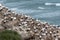 Gannets nesting on a cliff in Muriwai Beach