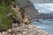 Gannets nesting on a cliff in Muriwai Beach