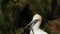 Gannets in nesting colony on the east coast. UK.