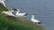 Gannets in nesting colony on the east coast. UK.