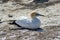 Gannets nesting on a mound nest