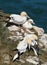 Gannets at nesting site on chalk cliffs.