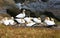 The gannets on Otakamiro Point migrate to Australi