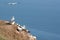 Gannets and other sea birds nesting on a rocky outcrop at Bempton cliffs, Yorkshire.