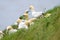 Gannets picking up grass with there beaks on near Bempton Cliffs, near Flamborough Head, East Yorkshire, UK