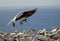 Gannets returning to his nest with seaweed