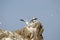 Gannets upon a rock in Bretagne (France)