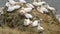 Gannets on rock outcrop in breeding colony.